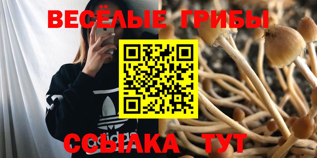 Мурино  Галлюциногенные грибы ЛСД  где купить   Вход с VPN  Псилоцибиновые грибы Psilocybine cubensis 